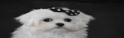 Maltese dogs for sale: Alice - Ad 9