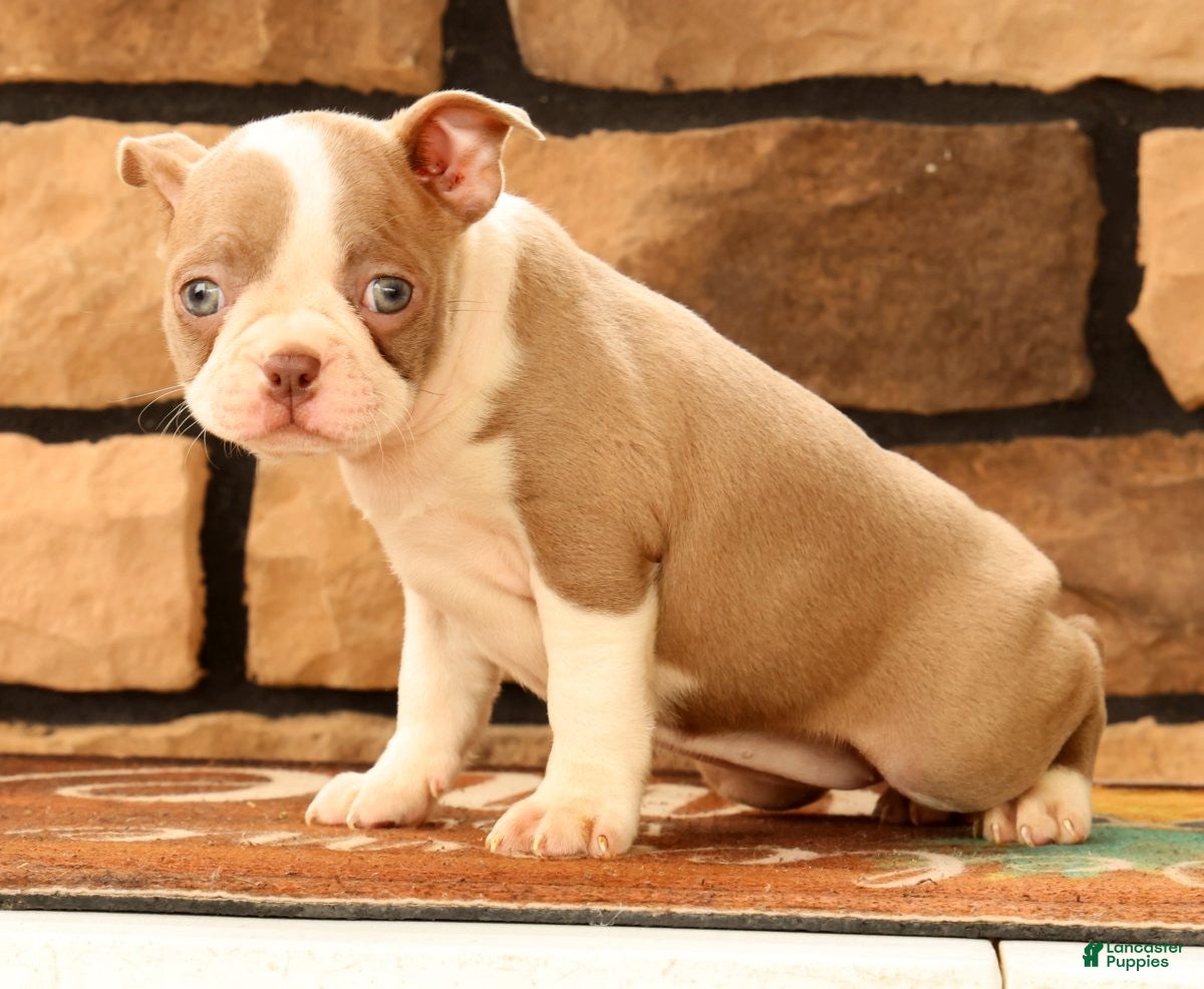 Boston Terrier dogs for sale: Callie - Ad 5