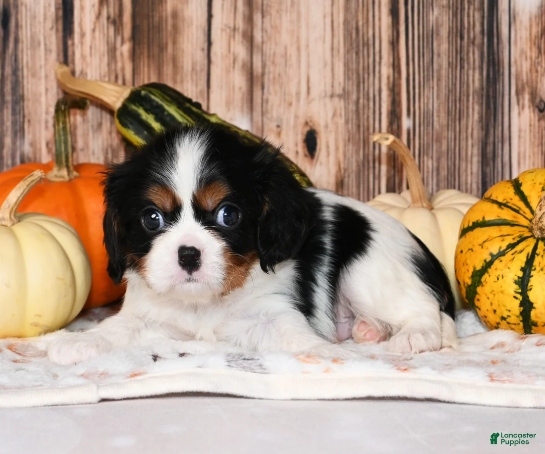 Cavalier King Charles Spaniel dogs for sale: Comet - Ad 6