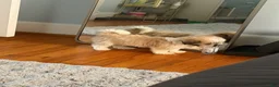 Teddy Bear dogs for sale: Teddy Bear 1 - Ad 1
