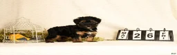 Yorkiepoo dogs for sale: Patriot - Ad 5