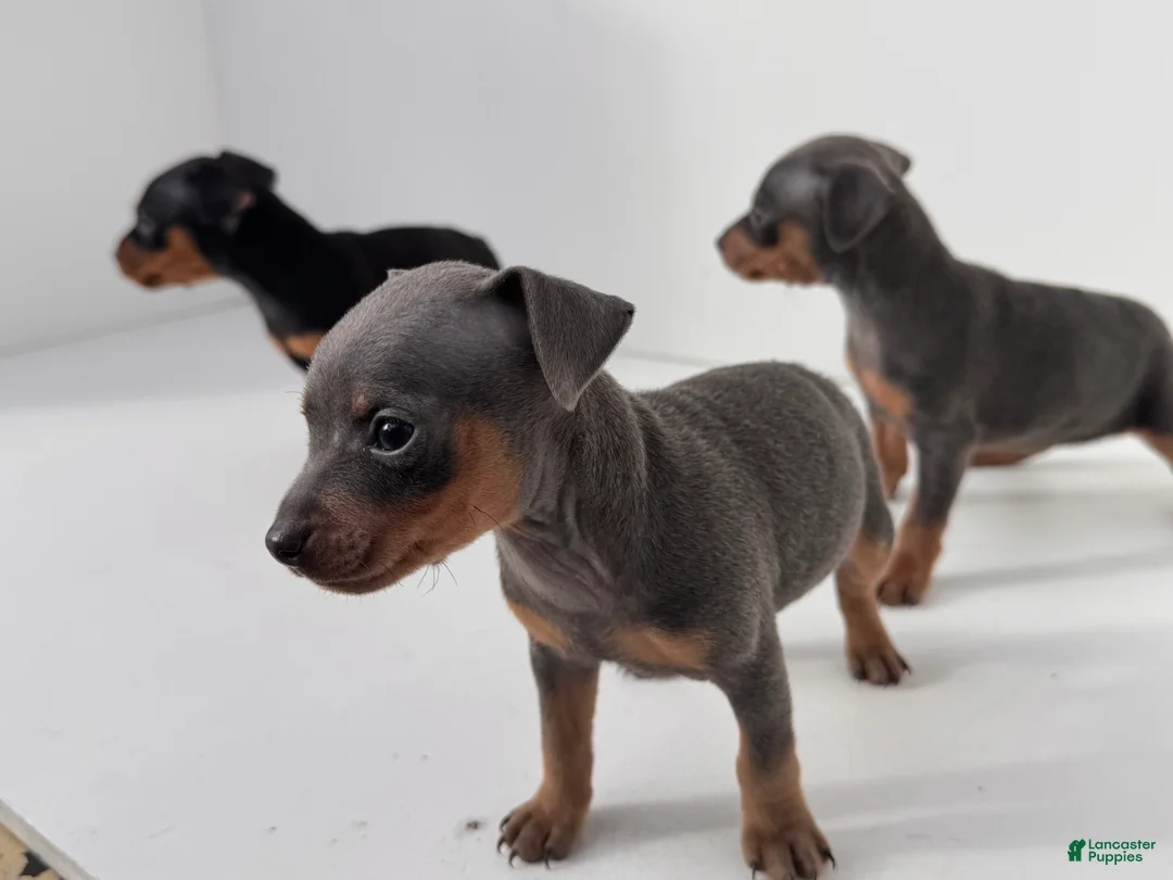 Miniature Pinscher dogs for sale: Zeke - Ad 4