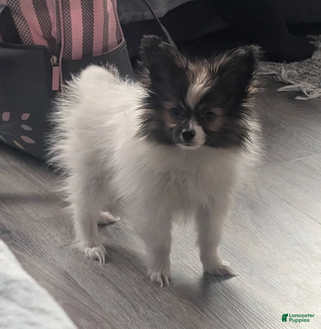 Papillon dogs for sale: Uno - Ad 1