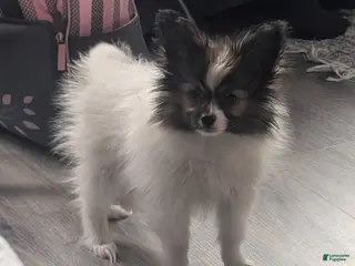 Papillon dogs for sale: Uno - Ad 2
