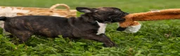 Frenchton dogs for sale: BETZY - Ad 6