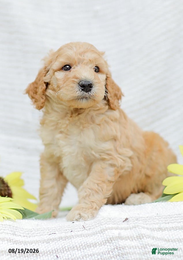 Goldendoodle dogs Justin - Ad 1