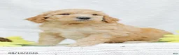 Goldendoodle dogs for sale: Justin - Ad 1
