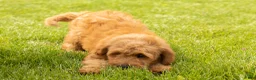 Mini Goldendoodle dogs for sale: Benny - Ad 3