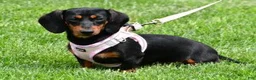 Miniature Dachshund dogs for sale: Porter - Ad 10