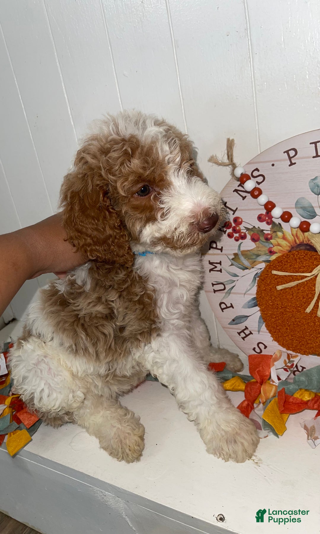Standard Poodle dogs for sale: Standard Poodle Puppy 1 - Ad 3