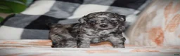Toy Poodle dogs for sale: Kenya - Ad 5