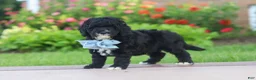 Mini Goldendoodle dogs for sale: Mason  - Ad 4