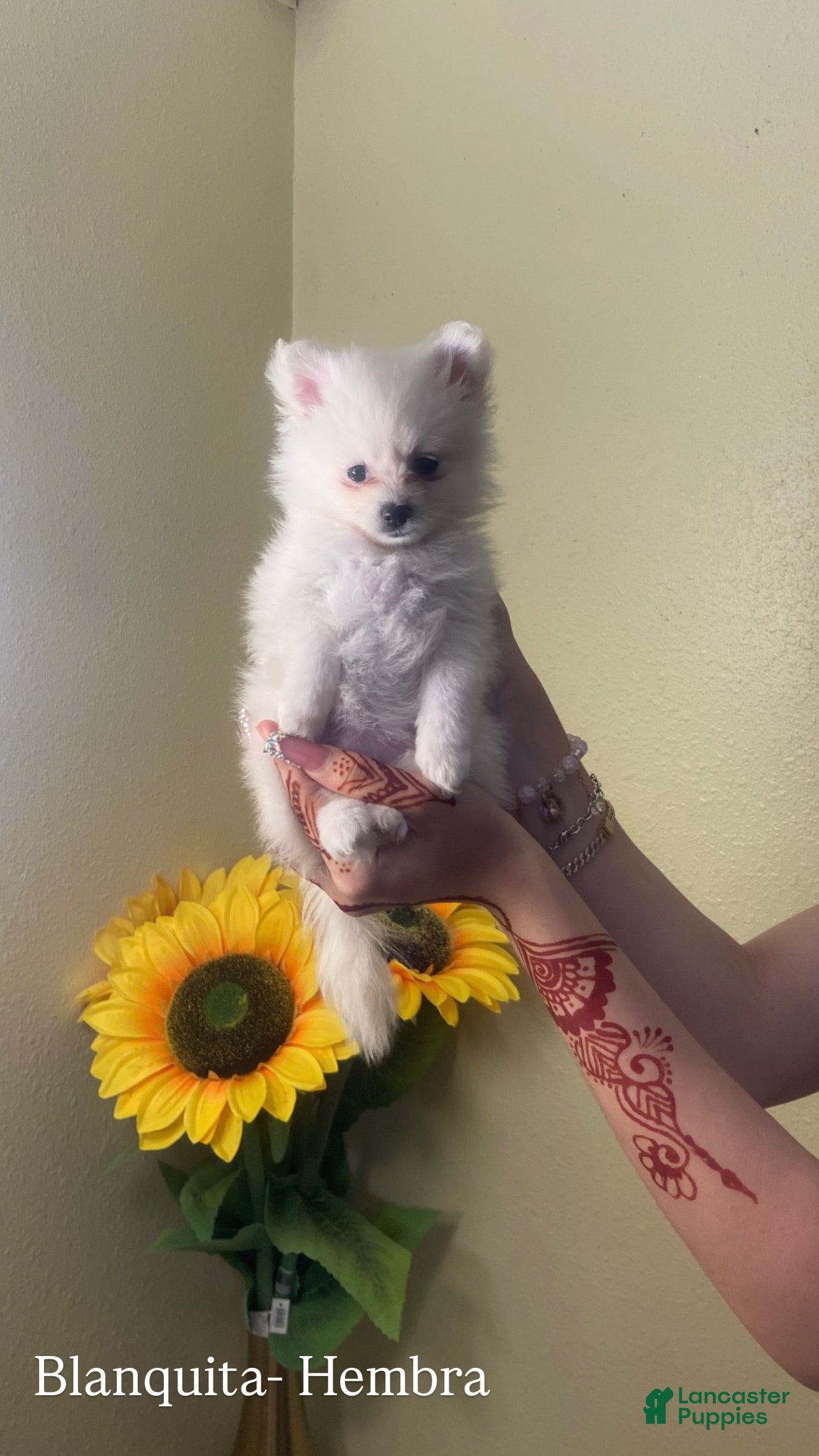 Pomeranian dogs Blanquita - Ad 3