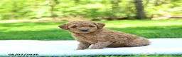Mini Goldendoodle dogs for sale: Precious - Ad 4