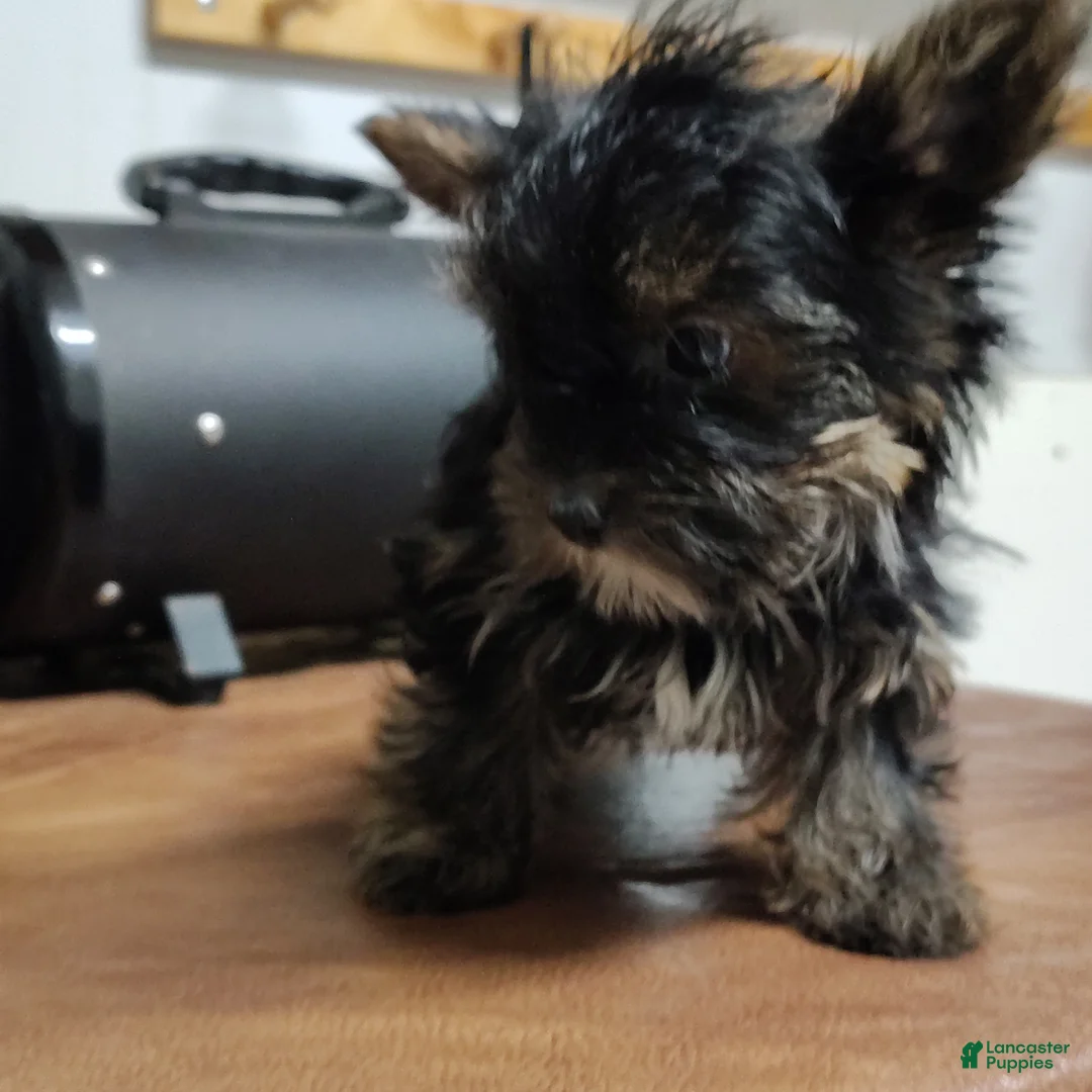 Yorkshire Terrier dogs for sale: Jiminy cricket - Ad 2