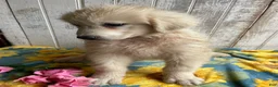 Great Pyrenees dogs for sale: Leo - Ad 3