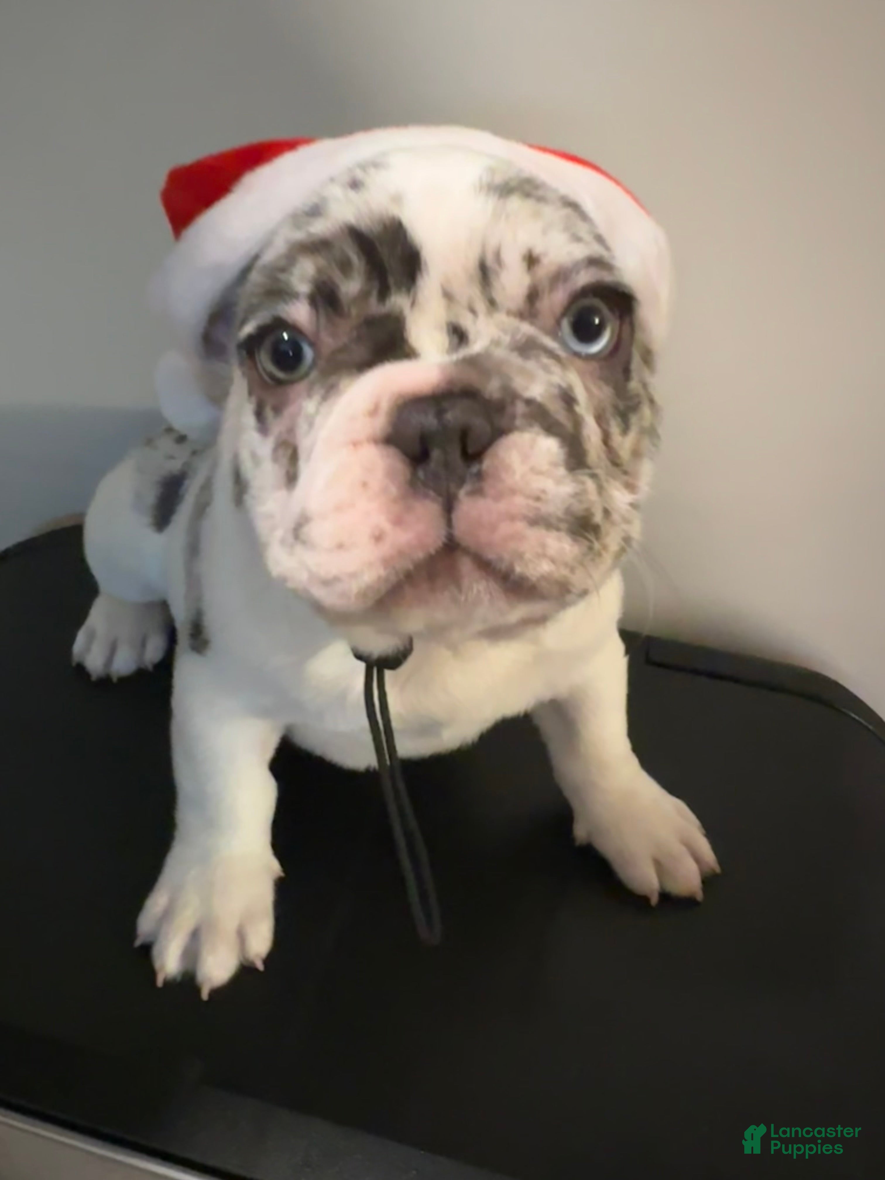 French Bulldog dogs CHAI  - Ad 17