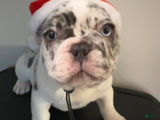 French Bulldog dogs CHAI - Ad 2