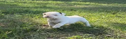 Frenchton dogs for sale: Frenchton 1 - Ad 4