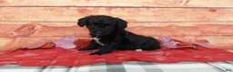 Aussiedoodle dogs for sale: Aussiedoodle Puppy 1 - Ad 4