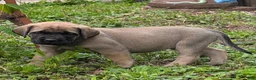 English Mastiff dogs for sale: English Mastiff Puppy 4 - Ad 10