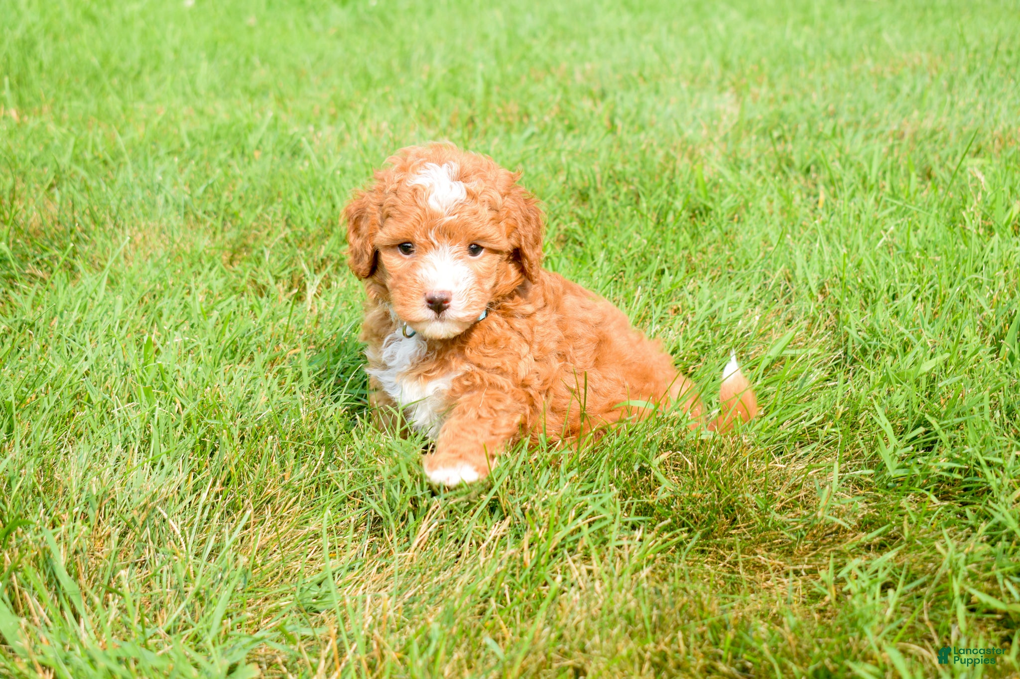 Maltipoo dogs Scout 🐾 - Ad 2