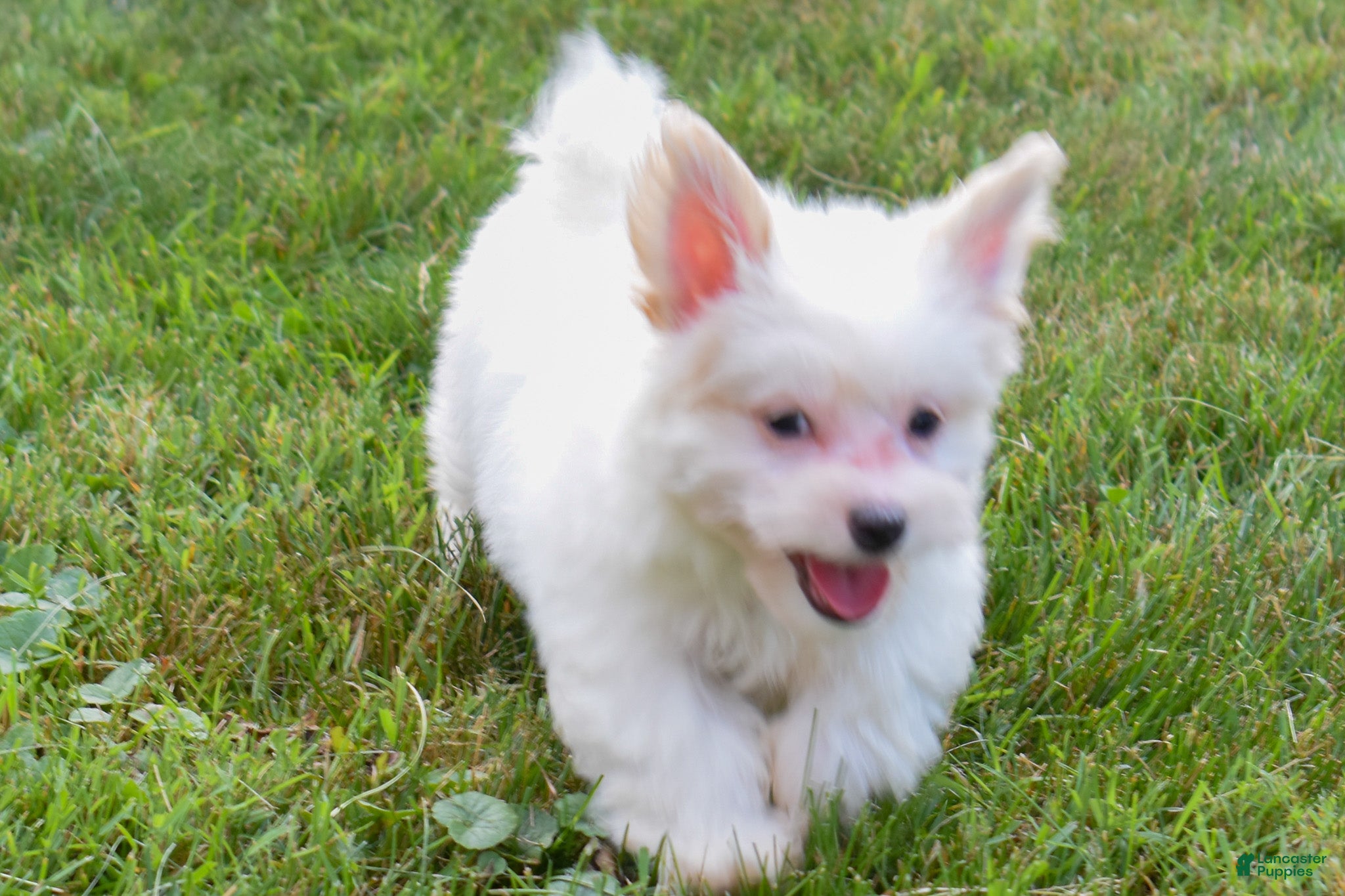 Maltese dogs Rusty ✨ - Ad 2