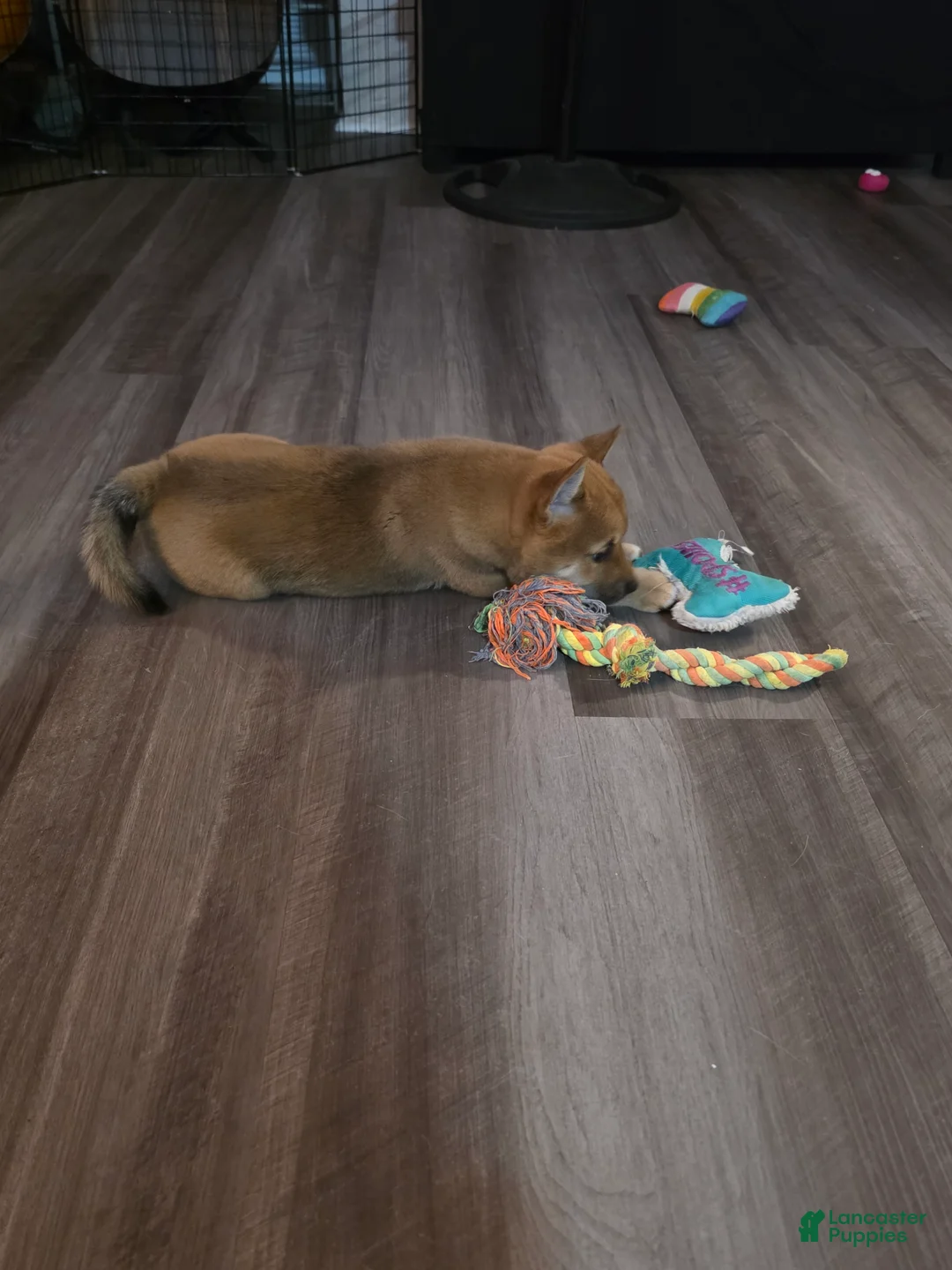 Shiba Inu dogs for sale: Shiba Inu 2 - Ad 2