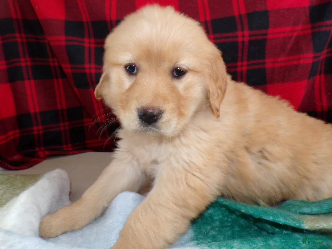 Golden Retriever dogs for sale: Golden Retriever Puppy 1 Ryanna - Ad 3