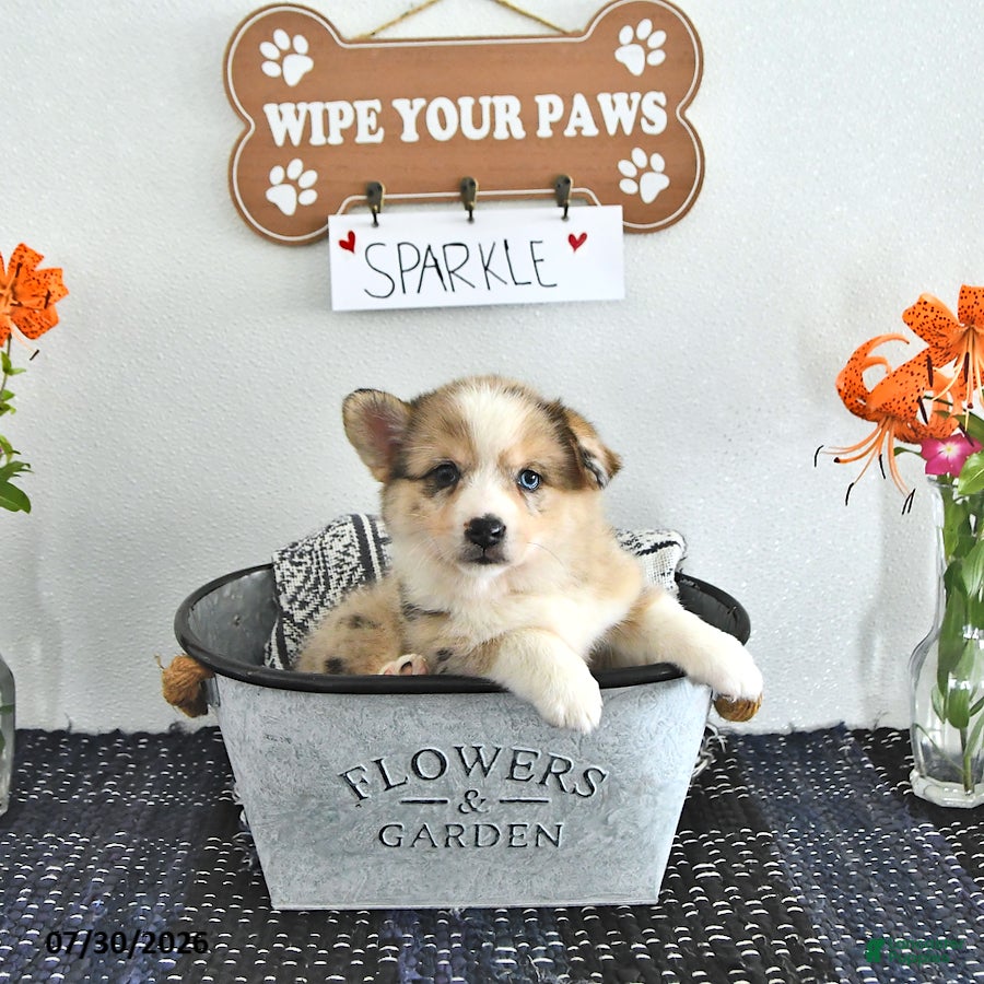 Mixed Breed dogs Sparkle - Ad 2