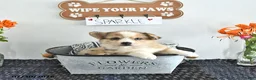 Mixed Breed dogs for sale: Sparkle - Ad 2