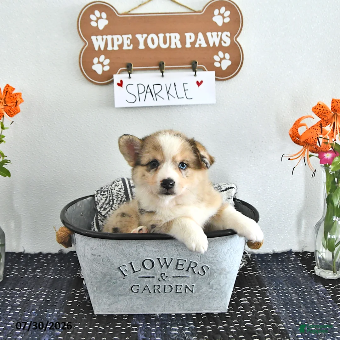Mixed Breed dogs for sale: Sparkle - Ad 2