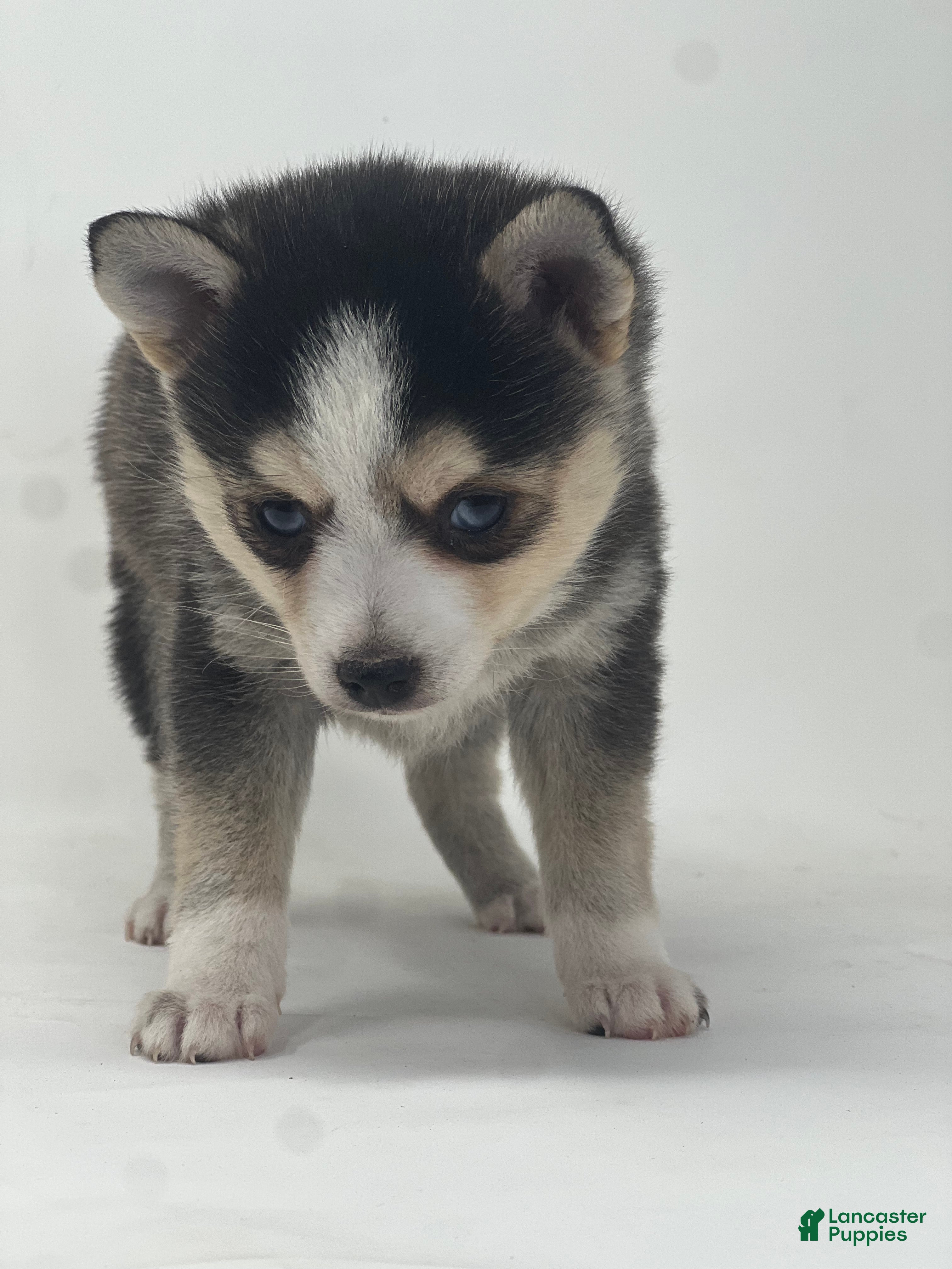 Pomsky dogs Ben - Ad 3