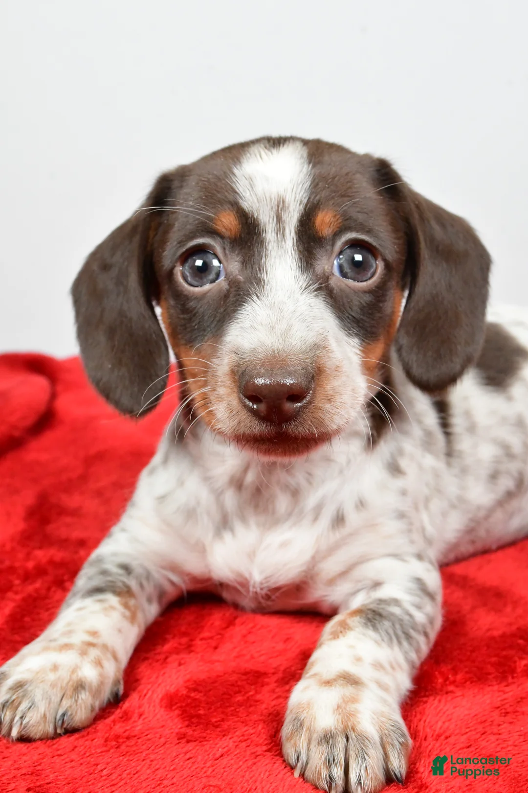 Dachshund dogs for sale: Polly - Ad 10