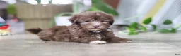 Havanese dogs for sale: Benji - Ad 2