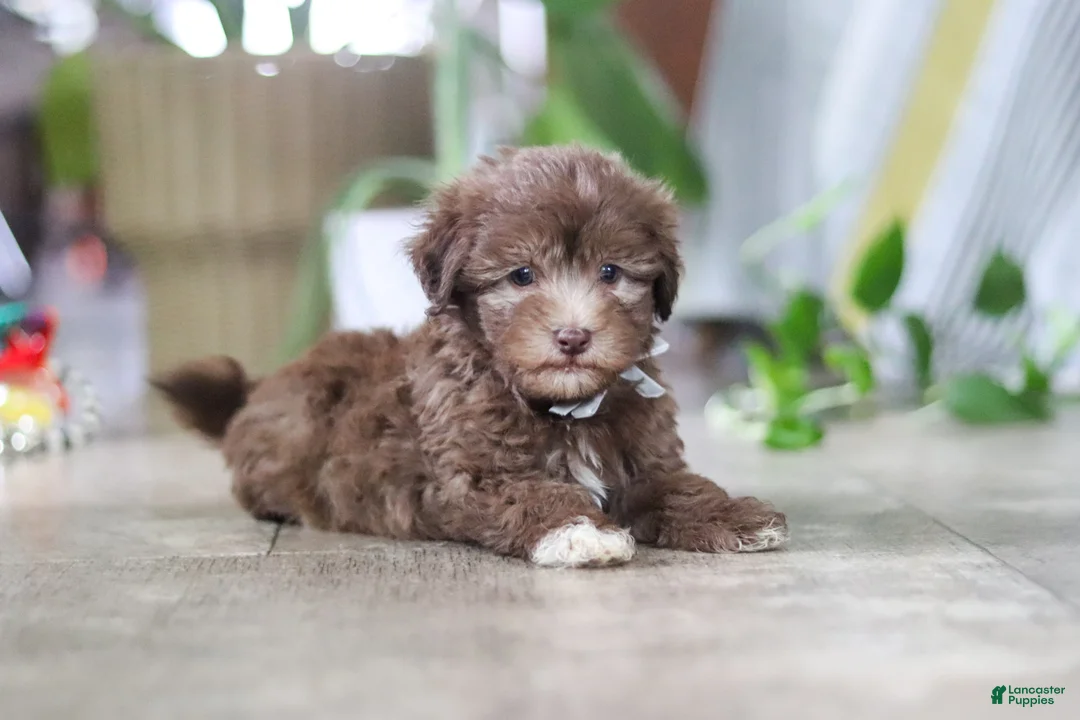 Havanese dogs for sale: Benji - Ad 2