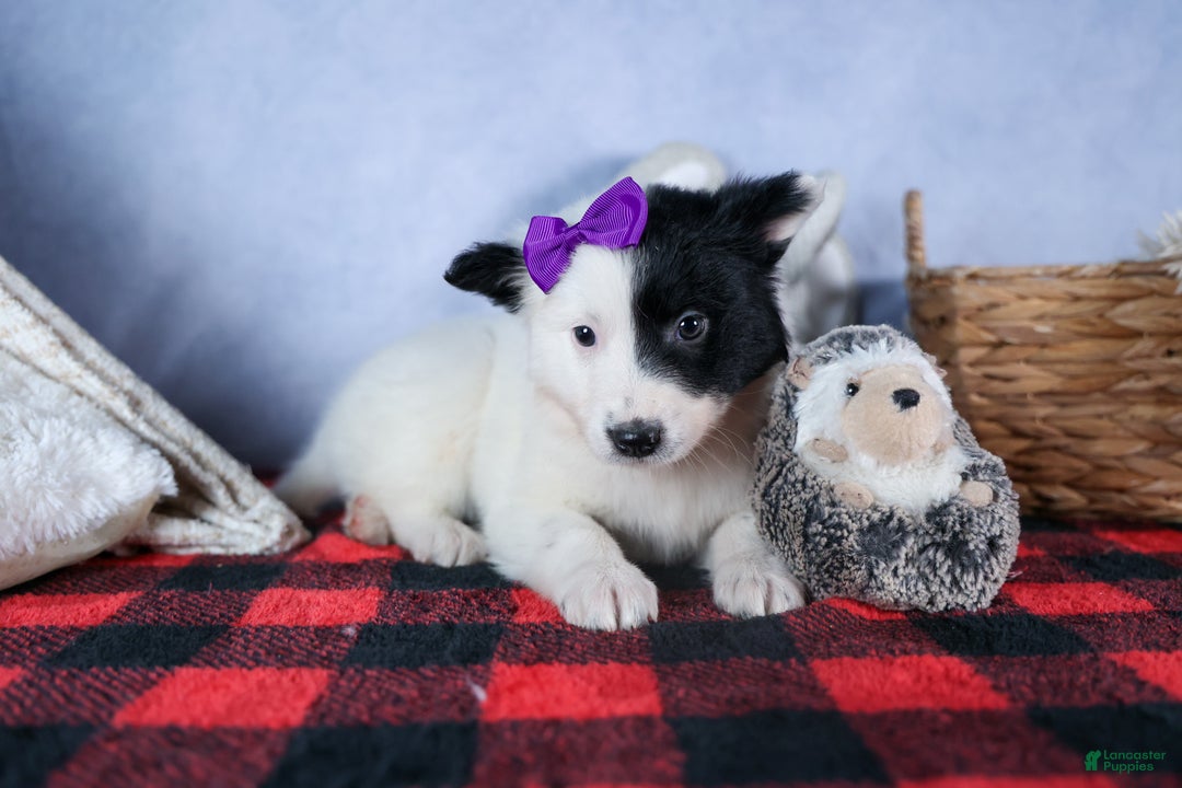 Mixed Breed dogs for sale: DAISY - Ad 7