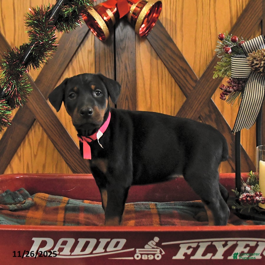 Doberman Pinscher dogs Macy - Ad 10