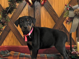 Doberman Pinscher dogs Macy - Ad 10