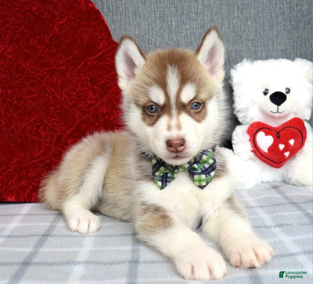 Siberian Husky dogs for sale: Clifford - Ad 1