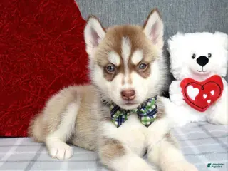 Siberian Husky dogs Clifford - Ad 1
