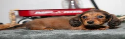 Miniature Dachshund dogs for sale: Donut - Ad 3
