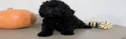 Havapoo dogs for sale: Mason - Ad 8