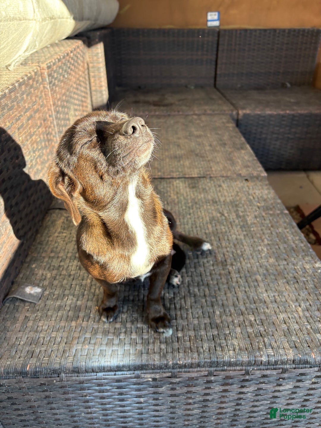 Mixed Breed dogs for sale: Mixed Breed Puppy 4 - Ad 4