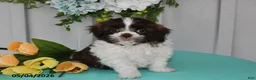 Shih Tzu dogs for sale: Tulip - Ad 1