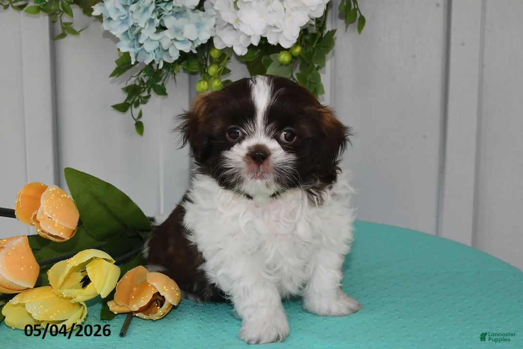 Shih Tzu dogs for sale: Tulip - Ad 1