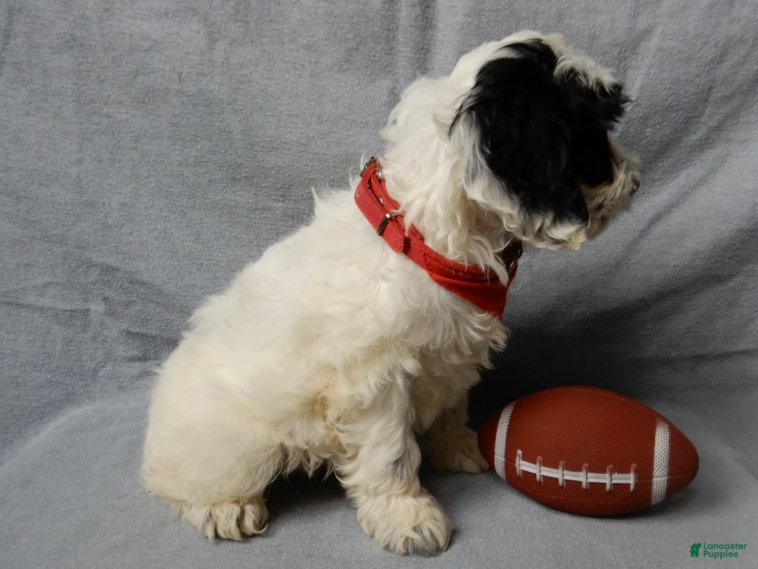 Cockapoo dogs for sale: Snoopy - Ad 7