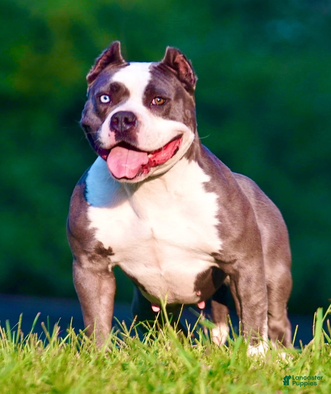 American Bully dogs for sale: American Bully Puppy 1 - Ad 4
