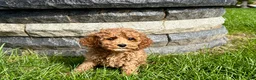 Cockapoo dogs for sale: Cockapoo female 4 - Ad 7