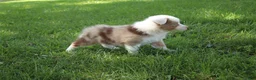 Australian Shepherd dogs for sale: Sienna - Ad 6